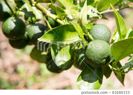 Open-air Sudachi from Tokushima Prefecture Open-air Sudachi from Tokushima Prefecture 81680153