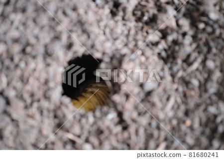 A large rhinoceros beetle larva inside a pupal chamber A large rhinoceros beetle larva inside a pupal chamber 81680241