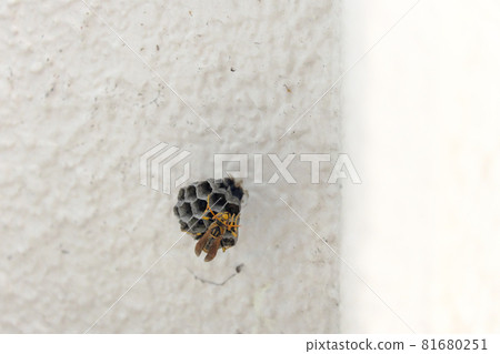 紙黃蜂築巢 81680251