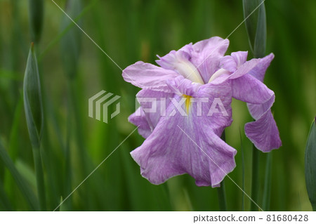 虹膜2 虹膜2 81680428