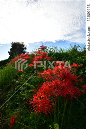 A cluster amaryllis around Katsuragi Hitokoton Shrine A cluster amaryllis around Katsuragi Hitokoton Shrine 81680468