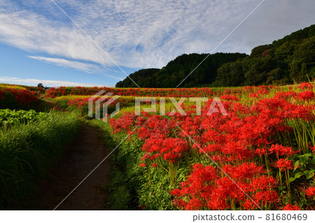 A cluster amaryllis around Katsuragi Hitokoton Shrine A cluster amaryllis around Katsuragi Hitokoton Shrine 81680469