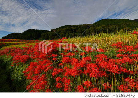 A cluster amaryllis around Katsuragi Hitokoton Shrine A cluster amaryllis around Katsuragi Hitokoton Shrine 81680470