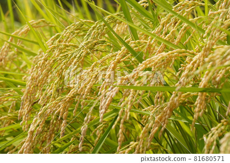 Scenery of rice terraces in autumn when harvest is in full swing 81680571