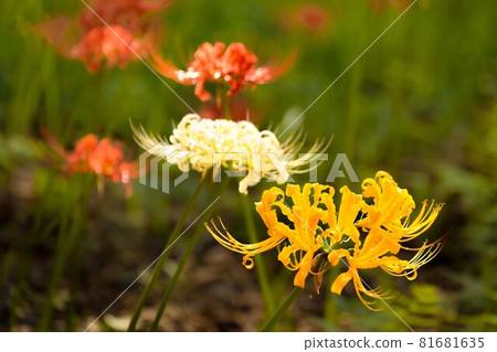 Cluster amaryllis that colorfully dyes the autumn scenery 81681635