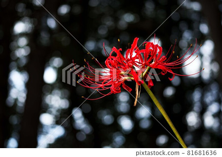 Cluster amaryllis that colorfully dyes the autumn scenery 81681636