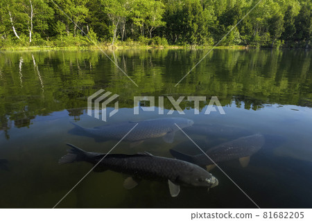 A lakeside in the highlands with fresh greenery and a school of carp in the water A lakeside in the highlands with fresh greenery and a school of carp in the water 81682205