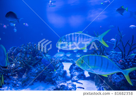 Golden trevally swimming underwater Golden trevally swimming underwater 81682358