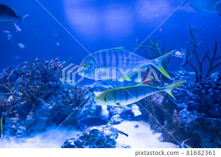 Golden trevally swimming underwater Golden trevally swimming underwater 81682361