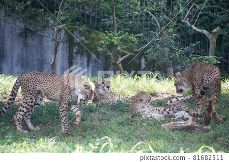Cheetah family 81682511