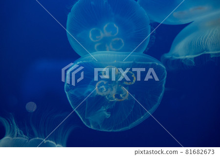 漂浮在水中的月亮水母 81682673