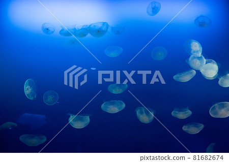 漂浮在水中的月亮水母 81682674