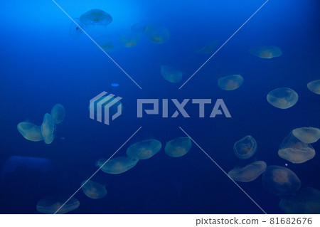 漂浮在水中的月亮水母 81682676