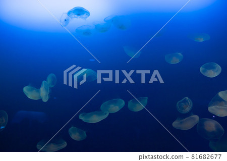 漂浮在水中的月亮水母 81682677