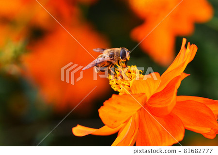 Kivana宇宙和阿布 Kivana宇宙和阿布 81682777