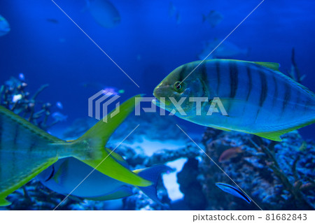 Golden trevally swimming underwater Golden trevally swimming underwater 81682843