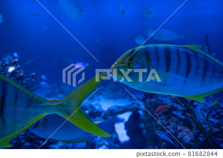 Golden trevally swimming underwater Golden trevally swimming underwater 81682844
