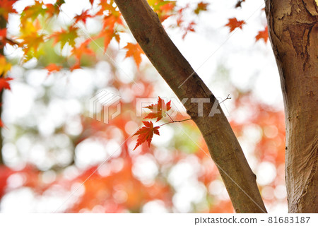 Small maple leaves turning red Small maple leaves turning red 81683187