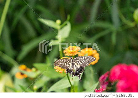 百日草和燕尾草 百日草和燕尾草 81683393