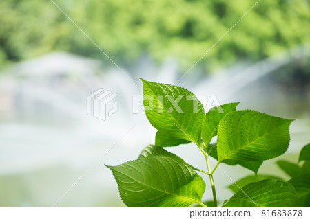 Beautiful plant leaves with a calming image 81683878