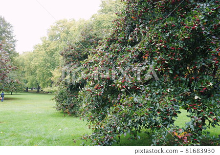 倫敦的初秋景色 81683930