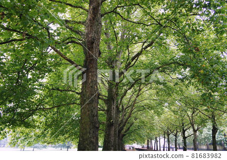 Early autumn scenery in London Early autumn scenery in London 81683982