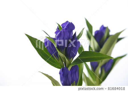Gentian Gentian 81684018