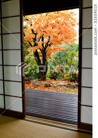 Viewing autumn leaves in the rain from a Japanese-style room [Tsukui, Sagamihara City, November] 81684019