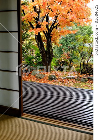 Watching the autumn leaves in the rain from a tatami room [Tsukui, Sagamihara City, November] 81684025