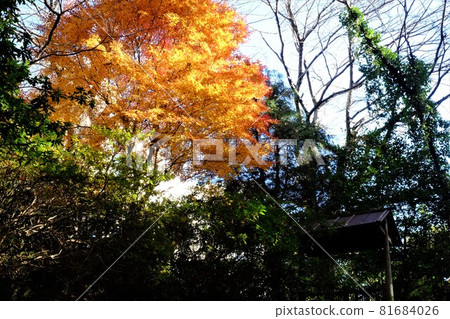 Back Kido Gate and yellow maple leaves [Tsukui, Sagamihara City, December] 81684026