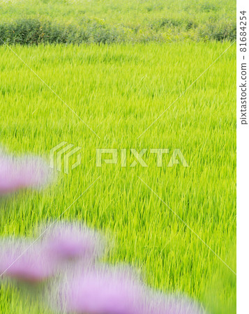 Rice fields and pink flowers 81684254