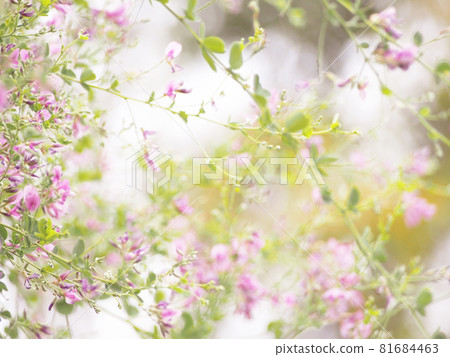 Pale hagi flower Pale hagi flower 81684463