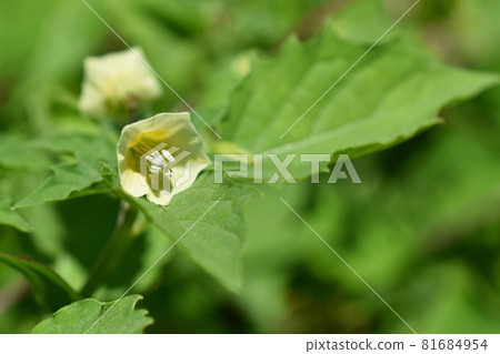 Broad-leaved nightshade flower 81684954