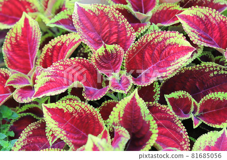 Colorful coleus leaves 81685056