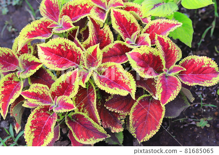 Colorful coleus leaves 81685065