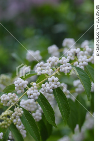 Shiroshikibu Shiroshikibu 81685089