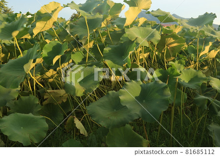 日出, Dumulmeori, 陽水裡, 早晨 日出, Dumulmeori, 陽水裡, 早晨 81685112