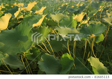 Sunrise. Dumulmeori. Yangsuri. Morning Sunrise. Dumulmeori. Yangsuri. Morning 81685113