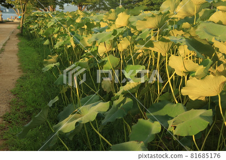 Sunrise. Dumulmeori. Yangsuri. Morning 81685176