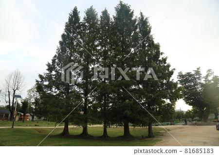 Sunrise. Dumulmeori. Yangsuri. Morning 81685183