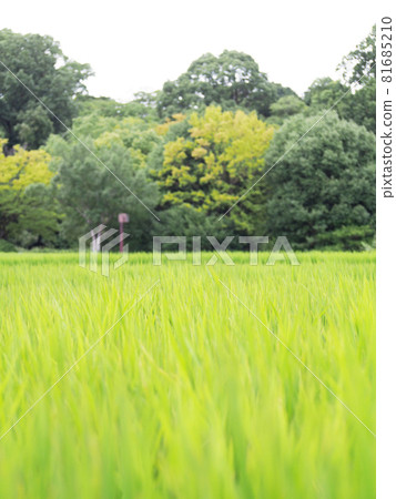 Rice fields around the Kurohimeyama Tumulus 81685210