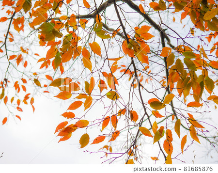 Autumn leaves of acacia 81685876