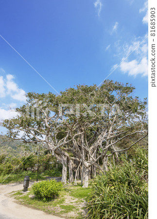 Amami Kakeromajima Osai Amami remote island Amami sightseeing spot Movie location Amami Islands Amami Kakeromajima Osai Amami remote island Amami sightseeing spot Movie location Amami Islands 81685903