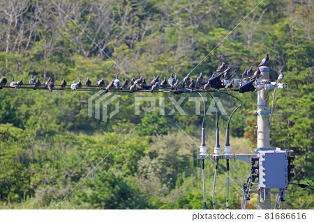 Flock of pigeons perched on a utility pole Flock of pigeons perched on a utility pole 81686616