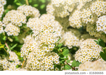 flowering hawthorn bushes in Spring. Delicate white flowers on a branch with juicy green leaves close-up. 81686666