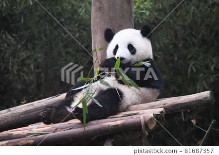 熊貓寶寶練習吃竹子 81687357