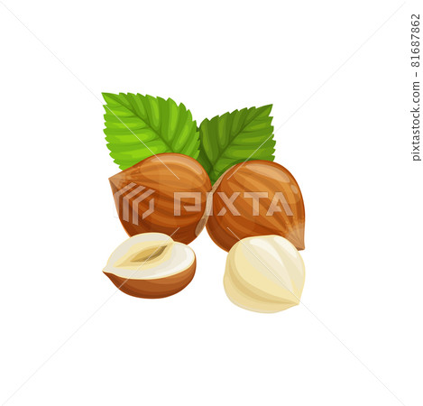 Filbert nut whole isolated hazelnut cobnut snack 81687862