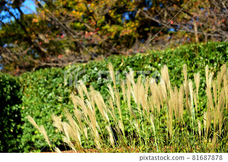 四季之森公園/潘帕斯草 四季之森公園/潘帕斯草 81687878