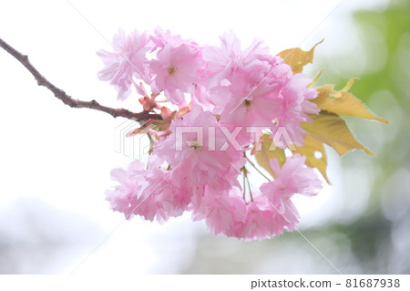 Pink mountain cherry blossoms Pink mountain cherry blossoms 81687938
