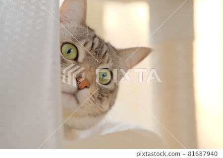 A cat peeking through the cat tower A cat peeking through the cat tower 81687940